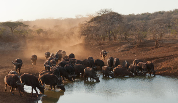 Γύρος Νότιας Αφρικής