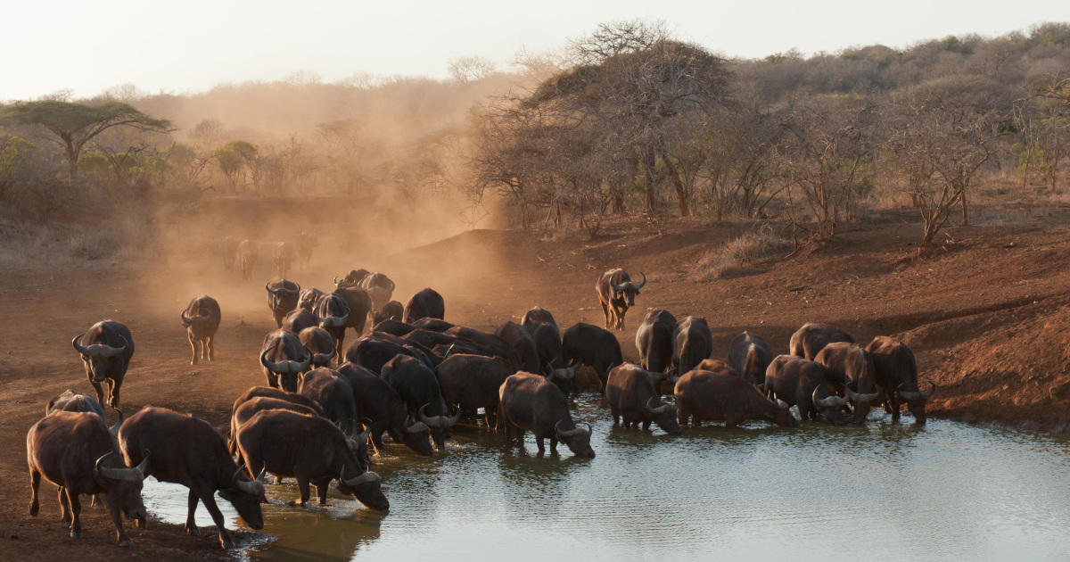 Γύρος Νότιας Αφρικής